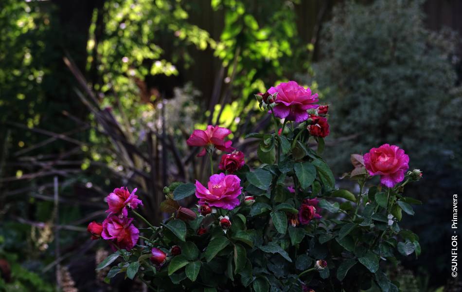 ©SUNFLOR - Primavera